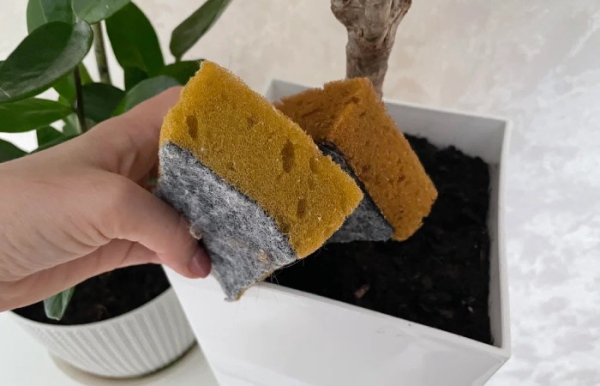 Губка обеспечит полив растений в ваше отсутствие.