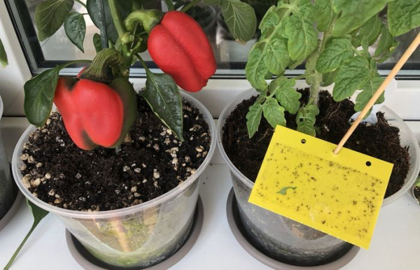 В профилактических мерах используйте жёлтые ловушки.  Фото: img.7dach.ru.