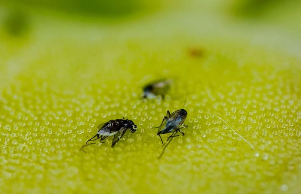 Следуя простым советам, есть все шансы раз и навсегда избавиться от мушек.  Фото: s2-umsoplaneta.glbimg.com.