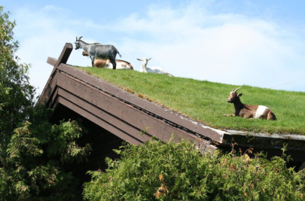 Её даже не косят. / Фото:imgur.com