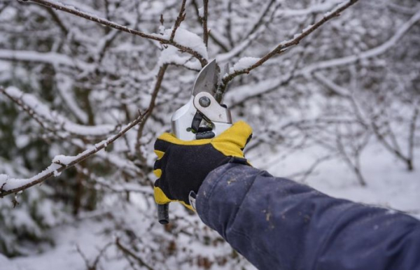 Проводите санитарную обрезку повреждённых частей.  Фото: newsinfo.ru.