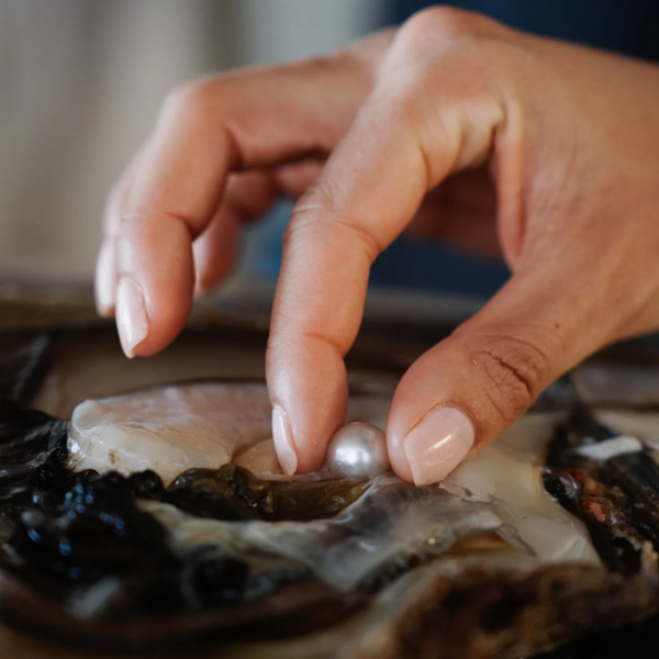 Жемчужинки давно выращивают люди в лабораториях. /Фото: pearlsofaustralia.com.au