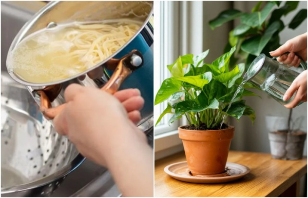 Вода служит увлажнением и удобрением почвы