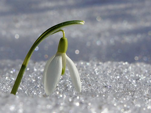 Календар дачника Чим зайнятися у березні?