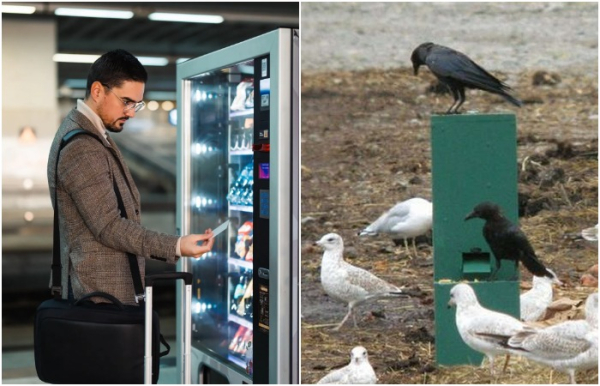 Розвине лудоманію і нагодує птаха за папірець: 5 несподіваних фактів&hellip;