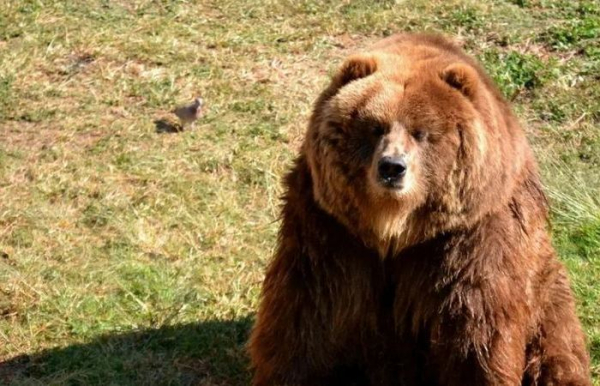 Больше его только белые медведи. /Фото: pikabu.ru. 