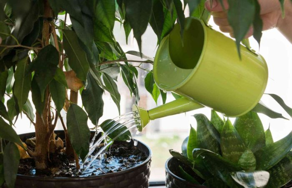 Контролируйте полив и влажность почвы.  Фото: thespruce.com.