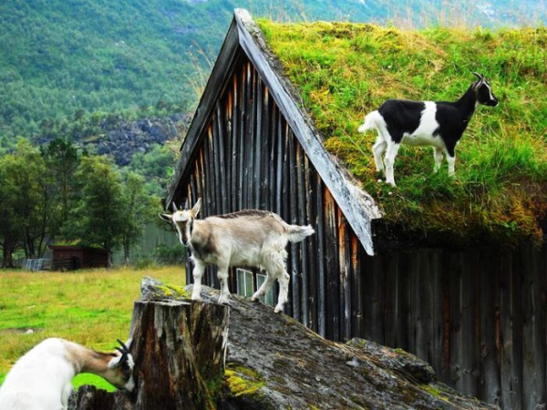 Всё полностью естественно Фото:today.com