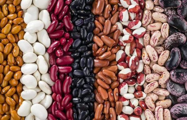 В фасоле достаточно высокое содержание белка.  Фото: glutenfreesociety.org.