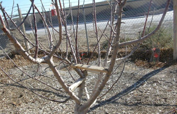 Не забывайте про поддержку кроны после оттаивания.  Фото: xtremehorticulture.blogspot.com.