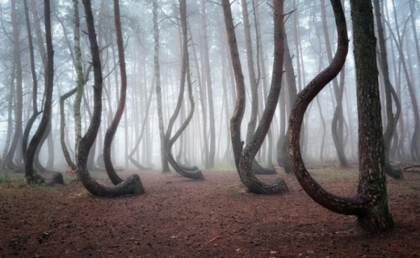 Сотні дерев у Польщі, і всі однаково викривлені. /Фото: u-cannect.com Сотни деревьев в Польше, и все одинаково искривлённые. /Фото: u-cannect.com