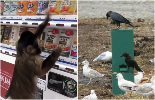 Животные тоже могут получить вкусняшку из автомата - для ворон вообще свои агрегаты придумали. /Фото: dailymotion.com, seattlepi.com
