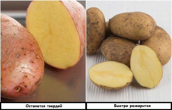 Выбирайте картофель со светло-коричневой кожурой