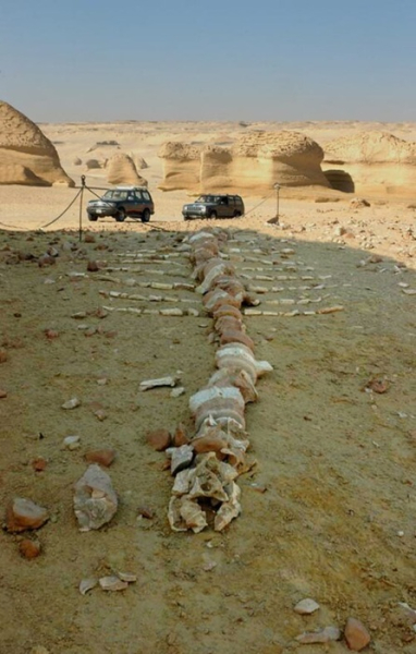 Фрагмент скелета кита из Сахары. /Фото: en.wikipedia.org