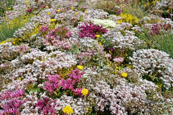 Подойдёт не только трава, но и цветы Фото:rawpixel.com