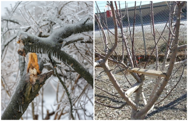 Чим небезпечно зледеніння дерев та як за допомогою правильного догляду&hellip;