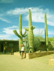 Чому кактус Сагуаро є символом штату Арізона?