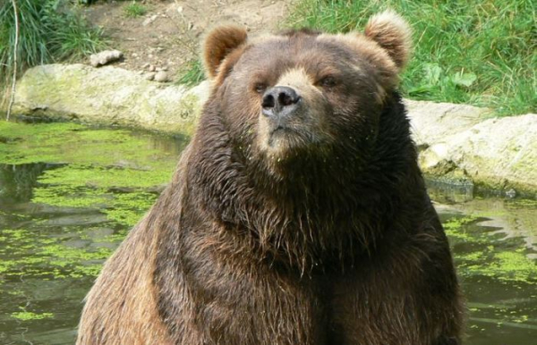 Кадьяк: яким чином цей бурий ведмідь виявився вдвічі більшим за своїх звичайних&hellip;