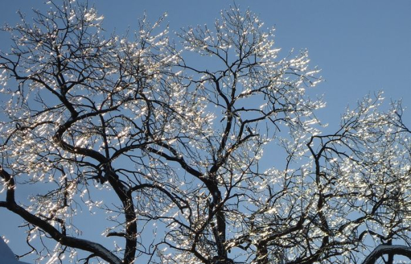 чтобы снизить риск поломанных веток, нужно соблюдать профилактические меры.  Фото: upload.wikimedia.org.