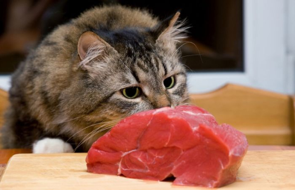 Сырое мясо также не рекомендуется давать котикам (лучше всего проконсультироваться со специалистом).  Фото: m.tabor.ru.