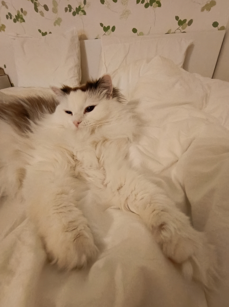 Обзор Honor 600 Lite: домашнее фото