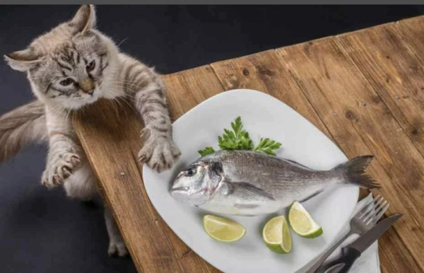 Котам также не стоит давать рыбу, особенно речную.  Фото: cdn.fishki.net.
