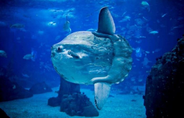 Огромная штука. /Фото: en.wikipedia.org. 