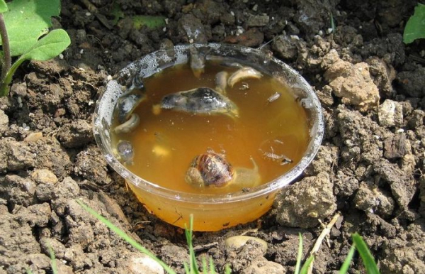 Также в борьбе с улитками и слизнями помогают ловушки.  Фото: cdn2.botanichka.ru.