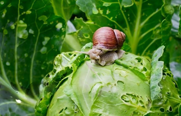 На первый взгляд тихие и безобидные, но на деле - те ещё вредители.  Фото: nativepestmanagement.com.