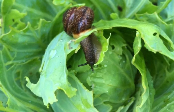 Есть несколько эффективных способов борьбы с улитками.  Фото: gorodche.ru.