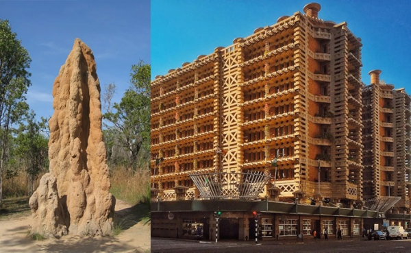 Люди просто повторили то, что термиты умеют делать миллионы лет. /Фото: bostik.com