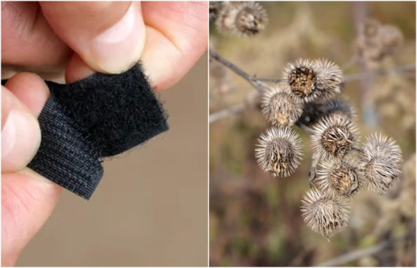 Хрестоматийный пример вдохновения от природы. /Фото: amazon.ca, dreamstime.com