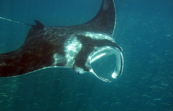 Самая большая в своё роде. /Фото: YouTube.com. 