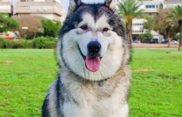 Порода для квартири. /Фото: YouTube.com. Порода не для квартиры. /Фото: YouTube.com.