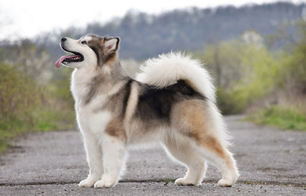 Живая печка на четырёх лапах. /Фото: petstory.ru. 