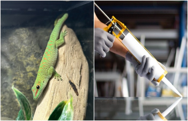 Неожиданный вдохновитель самого крепкого клея. /Фото: reptilerapture.net, damithdanthanarayana.com