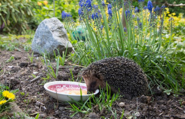 Можно привлечь ежей и других полезных животных.  Фото: spikesfood.co.uk.
