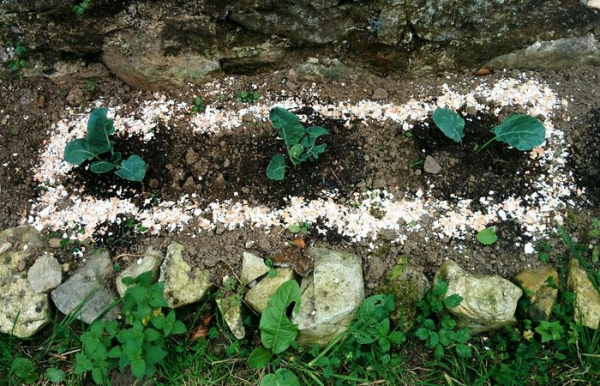 Яичная скорлупа служит отличным барьером для брюхоногих.  Фото: newizv.ru.