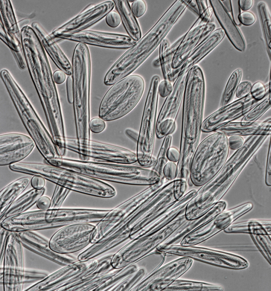 Они и являются ядом. / Фото: commons.wikimedia.org.