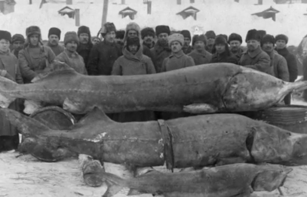 Других таких не найдётся. /Фото: YouTube.com. 