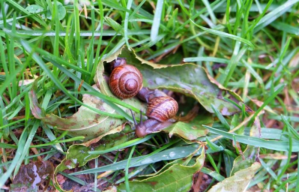 Улитки любят влажные укромные места.  Фото: noviydoctor.com.