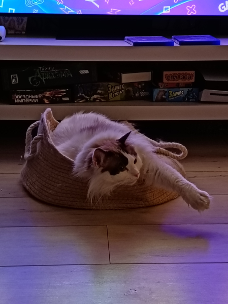 Обзор Honor 600 Lite: камеры