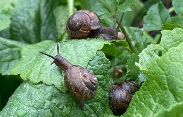 Звідки на ділянці беруться равлики і як позбутися їх без&hellip;