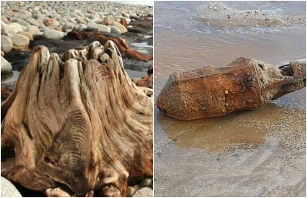 Стародавній ліс, сотні бомб та інші несподівані знахідки, які шторм викидав на&hellip;