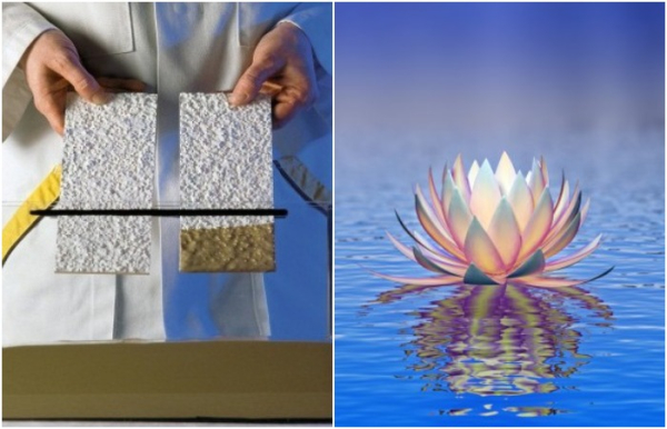 Красивый цветок, обладающий уникальной способностью. /Фото: sto-shop.ru, depositphotos.com