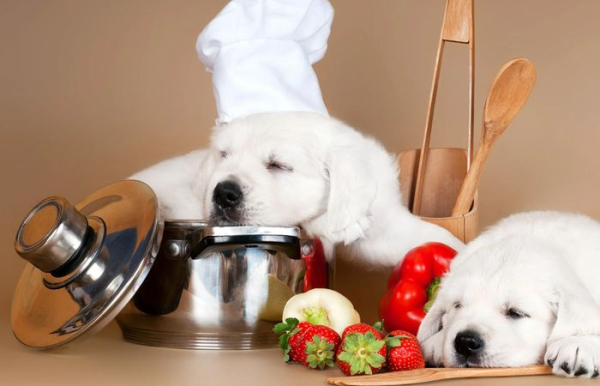 собаку можно угостить небольшим количеством клубники.  Фото: petsmenu.ru.
