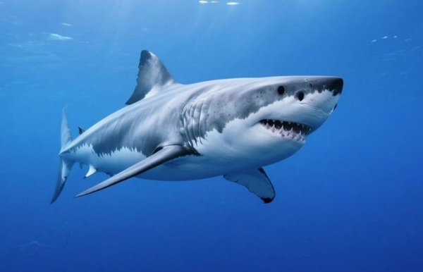 Жила на планете ещё до людей. /Фото: people.com. 