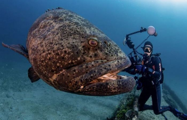 Чего только не живёт в пучине. /Фото: YouTube.com. 