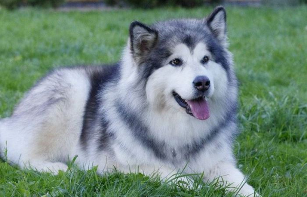 Маламут – чому насправді не варто заводити цього волохатого силача…