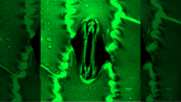 Науковці відстежують дихання крихітних рослинних отворів у прямому ефірі з портативним пристроєм.
